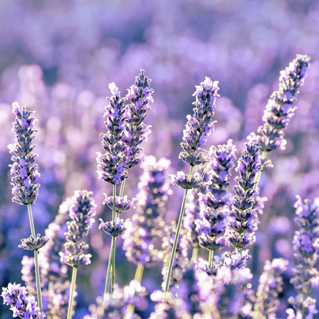 Lavender Fragrance